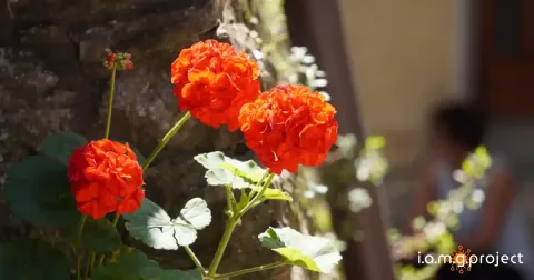 Immagine header 1 per Old town's road